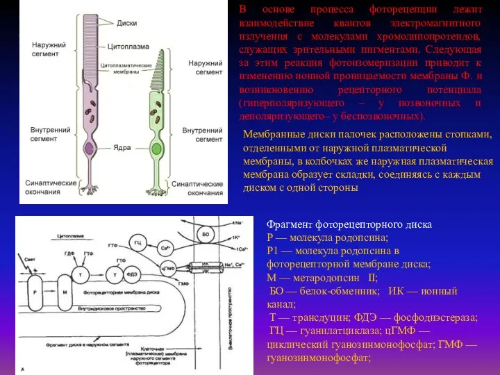 В основе процесса фоторецепции лежит взаимодействие квантов электромагнитного излучения с
