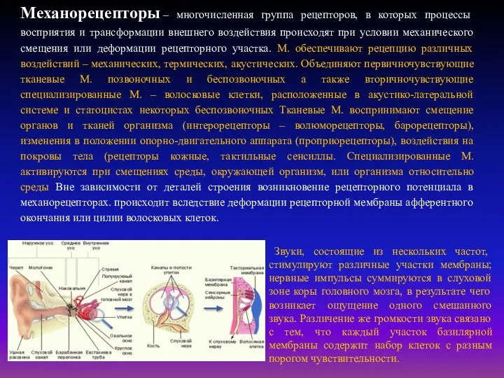 Механорецепторы – многочисленная группа рецепторов, в которых процессы восприятия и