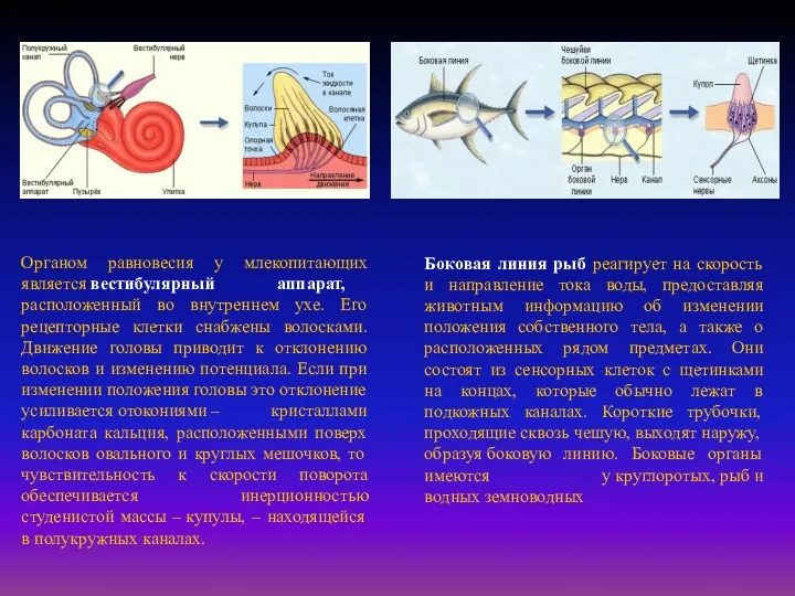 Органом равновесия у млекопитающих является вестибулярный аппарат, расположенный во внутреннем