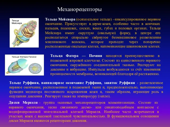 Тельце Мейснера (осязательное тельце) –инкапсулированное нервное окончание. Присутствует в дерме