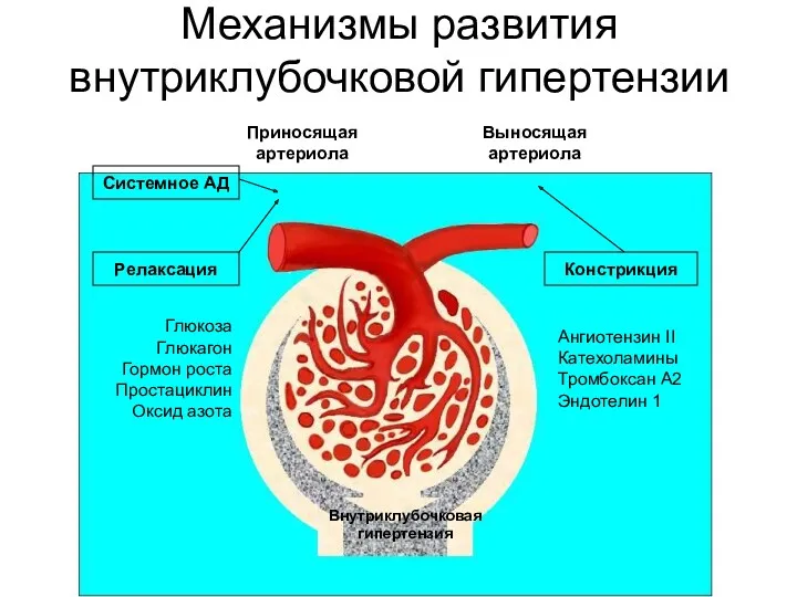 Механизмы развития внутриклубочковой гипертензии Внутриклубочковая гипертензия Ангиотензин II Катехоламины Тромбоксан