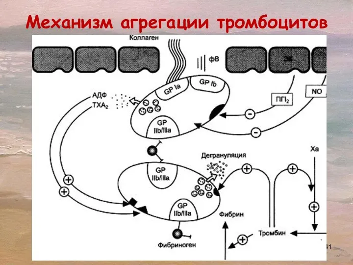 Механизм агрегации тромбоцитов