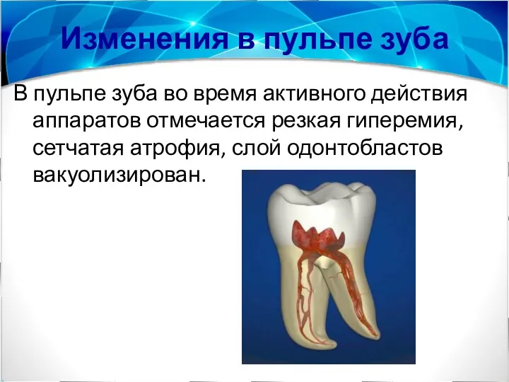 Изменения в пульпе зуба В пульпе зуба во время активного