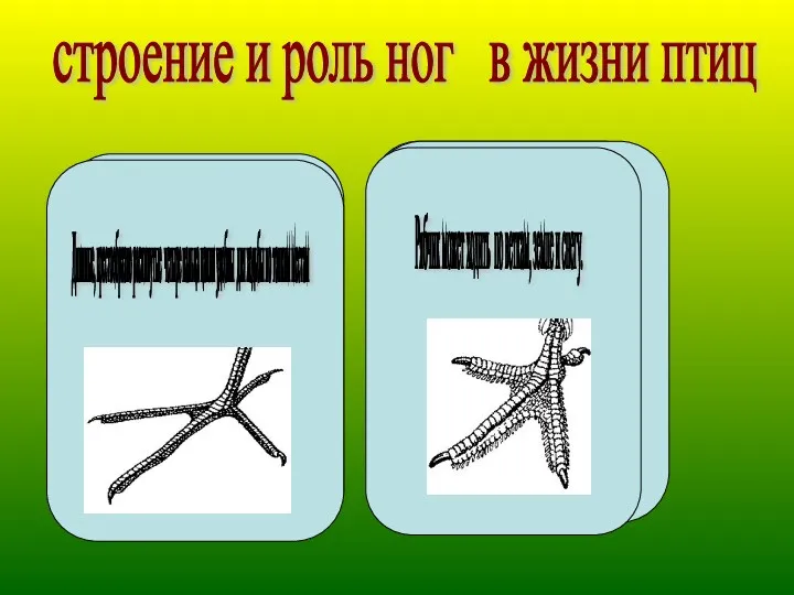 строение и роль ног в жизни птиц