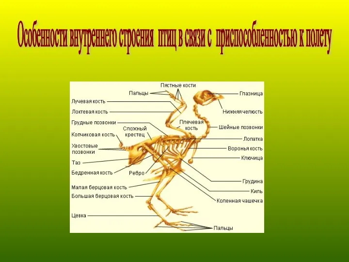 Особенности внутреннего строения птиц в связи с приспособленностью к полету