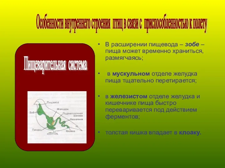 В расширении пищевода – зобе – пища может временно храниться,