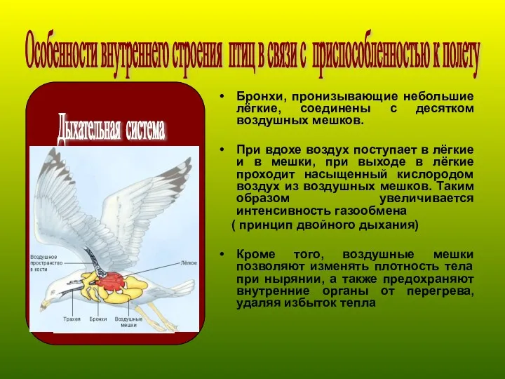 Бронхи, пронизывающие небольшие лёгкие, соединены с десятком воздушных мешков. При