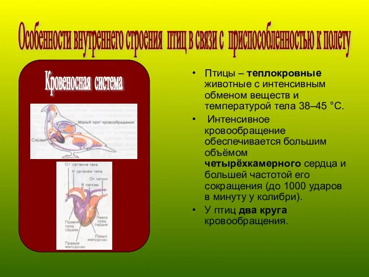 Птицы – теплокровные животные с интенсивным обменом веществ и температурой