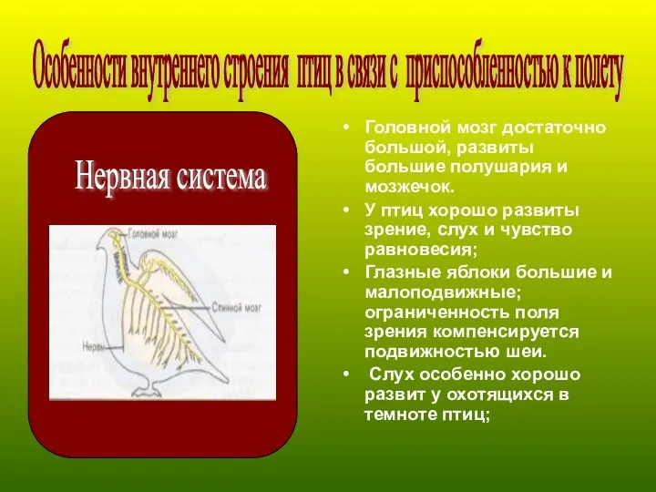 Головной мозг достаточно большой, развиты большие полушария и мозжечок. У