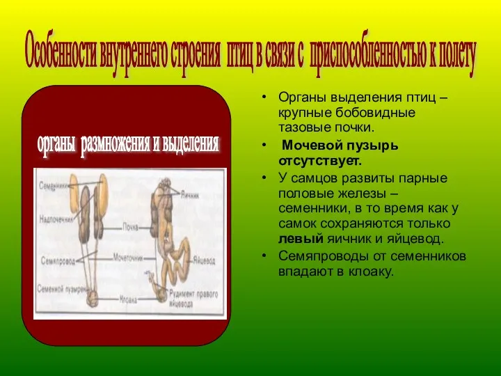 Органы выделения птиц – крупные бобовидные тазовые почки. Мочевой пузырь