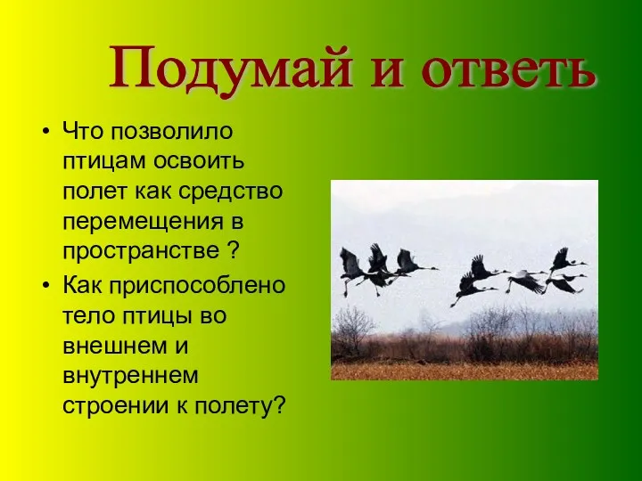 Что позволило птицам освоить полет как средство перемещения в пространстве