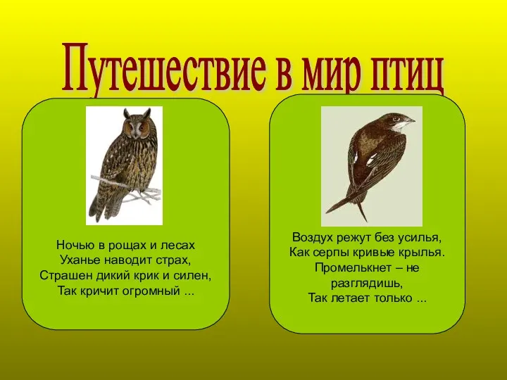 Путешествие в мир птиц Ночью в рощах и лесах Уханье