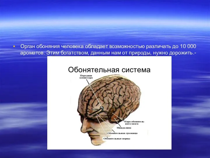 Орган обоняния человека обладает возможностью различать до 10 000 ароматов.