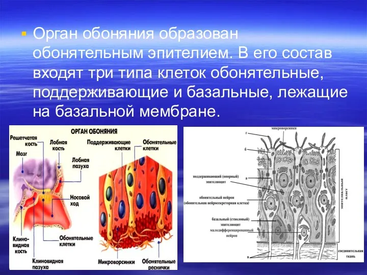 Орган обоняния образован обонятельным эпителием. В его состав входят три