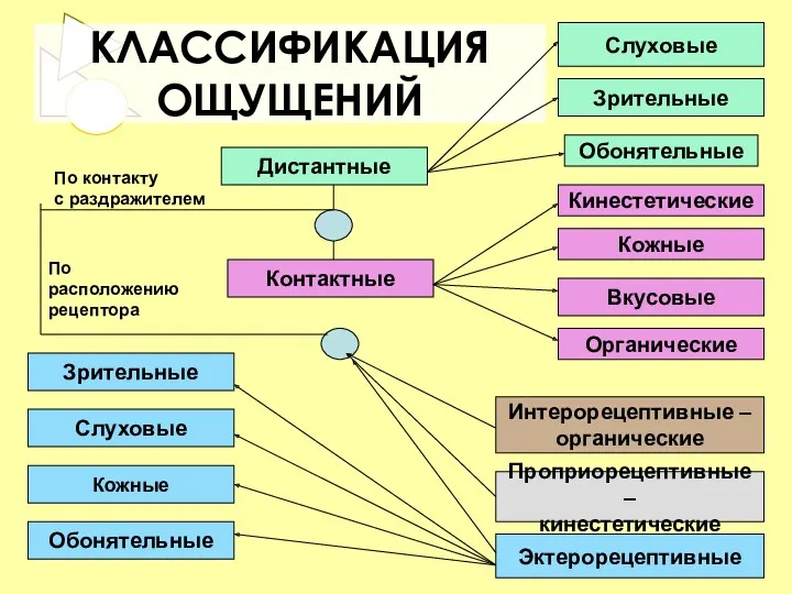 КЛАССИФИКАЦИЯ ОЩУЩЕНИЙ Слуховые Кожные Интерорецептивные – органические Проприорецептивные – кинестетические