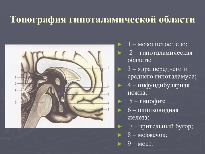 Топография гипоталамической области 1 – мозолистое тело; 2 – гипоталамическая