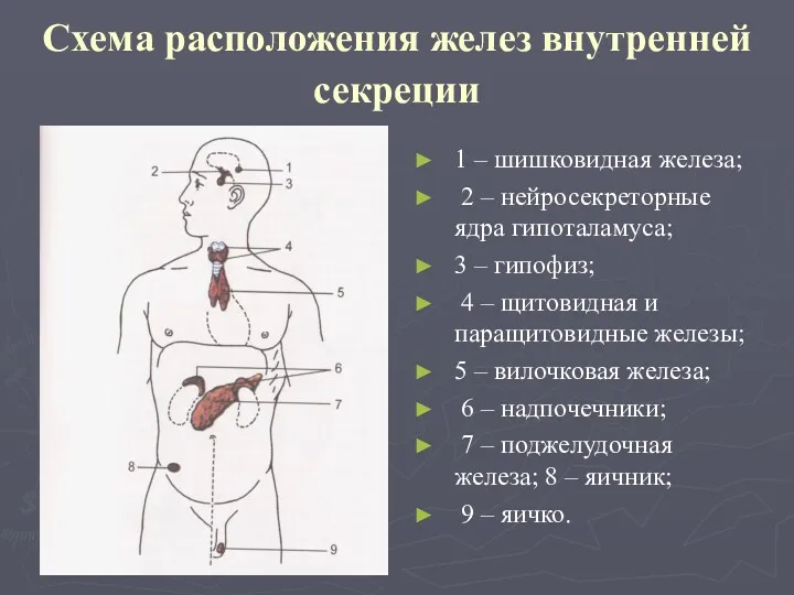 Схема расположения желез внутренней секреции 1 – шишковидная железа; 2