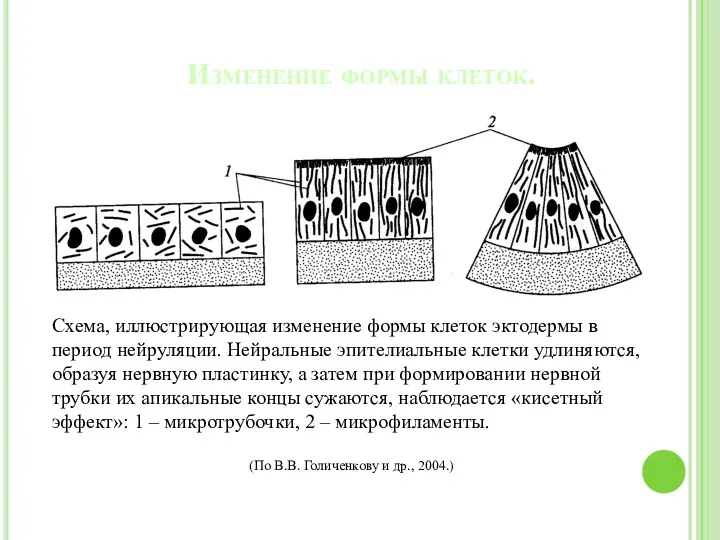 Изменение формы клеток. Схема, иллюстрирующая изменение формы клеток эктодермы в