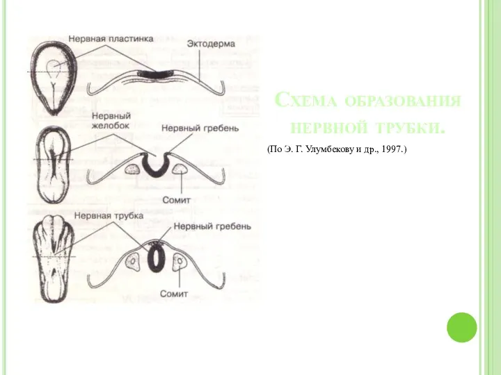 Схема образования нервной трубки. (По Э. Г. Улумбекову и др., 1997.)