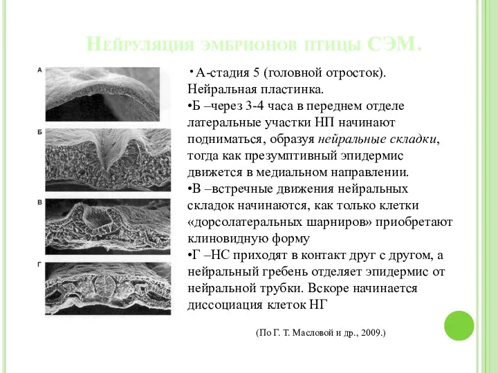 Нейруляция эмбрионов птицы СЭМ. •А-стадия 5 (головной отросток). Нейральная пластинка.