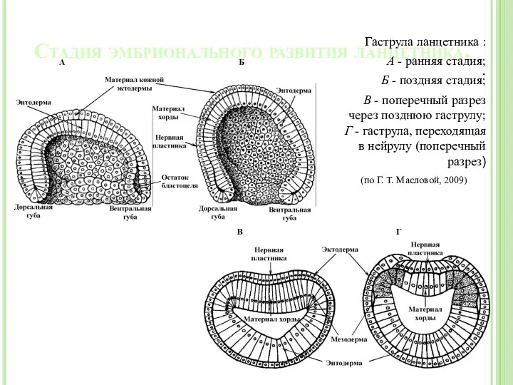 Стадия эмбрионального развития ланцетника. . Гаструла ланцетника : А -