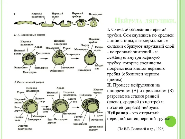 Нейрула лягушки. I. Схема образования нервной трубки. Сомкнувшись по средней