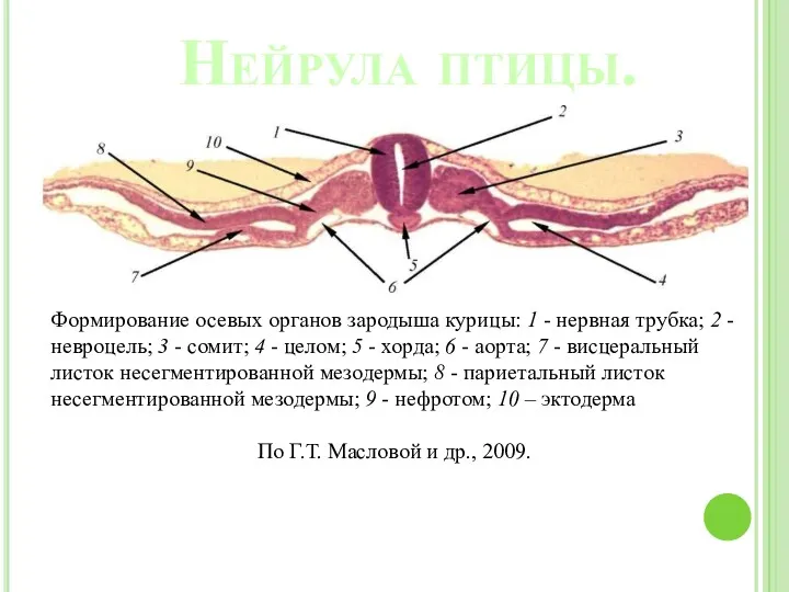 Нейрула птицы. Формирование осевых органов зародыша курицы: 1 - нервная