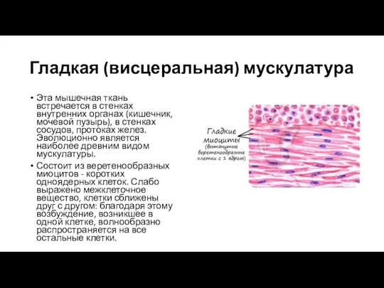 Гладкая (висцеральная) мускулатура Эта мышечная ткань встречается в стенках внутренних