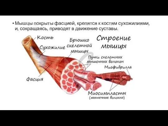 Мышцы покрыты фасцией, крепятся к костям сухожилиями, и, сокращаясь, приводят в движение суставы.