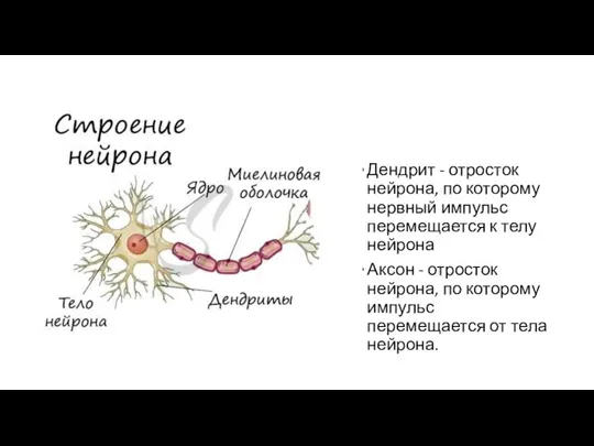 Дендрит - отросток нейрона, по которому нервный импульс перемещается к