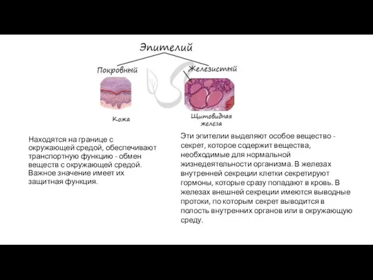 Находятся на границе с окружающей средой, обеспечивают транспортную функцию -