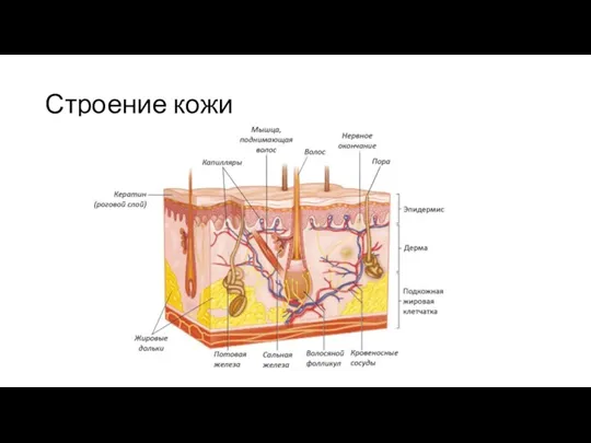 Строение кожи