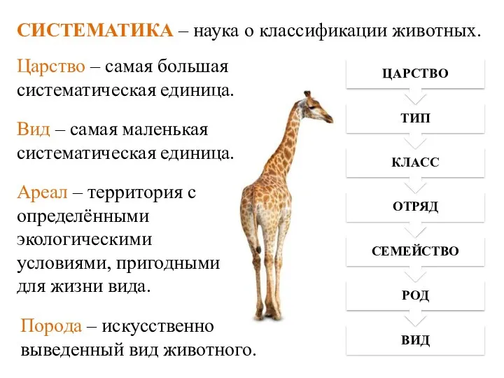 СИСТЕМАТИКА – наука о классификации животных. Царство – самая большая