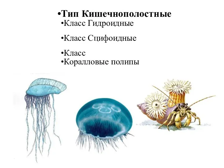 Тип Кишечнополостные Класс Гидроидные Класс Сцифоидные Класс Коралловые полипы