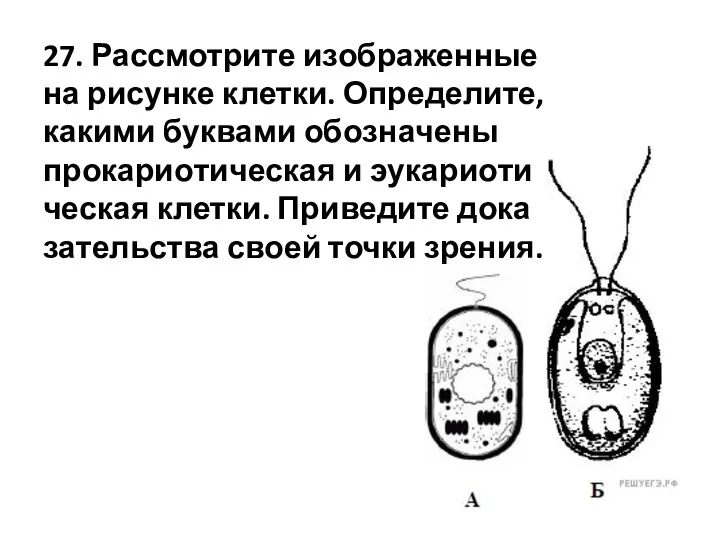 27. Рас­смот­ри­те изоб­ра­жен­ные на ри­сун­ке клет­ки. Опре­де­ли­те, ка­ки­ми бук­ва­ми обо­зна­че­ны