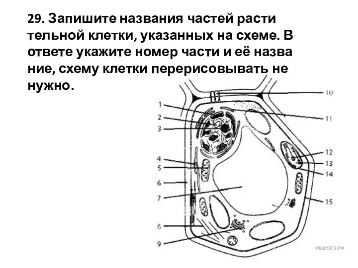 29. За­пи­ши­те на­зва­ния ча­стей рас­ти­тель­ной клет­ки, ука­зан­ных на схеме. В