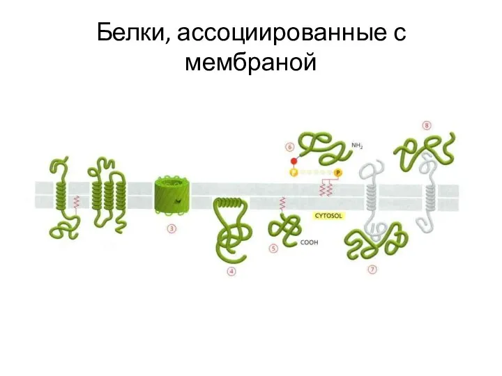 Белки, ассоциированные с мембраной