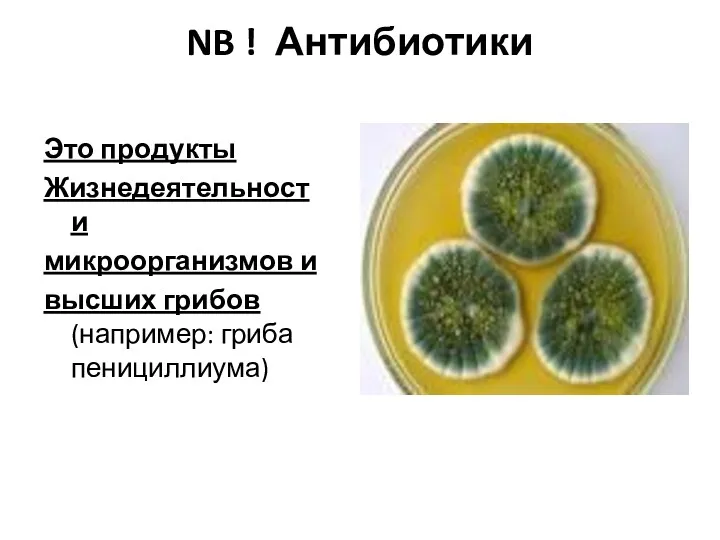 NB ! Антибиотики Это продукты Жизнедеятельности микроорганизмов и высших грибов (например: гриба пенициллиума)