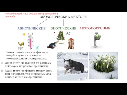 Разные экологические факторы воздействуют на организм положительно и отрицательно. АБИОТИЧЕСКИЕ БИОТИЧЕСКИЕ АНТРОПОГЕННЫЕ ЭКОЛОГИЧЕСКИЕ