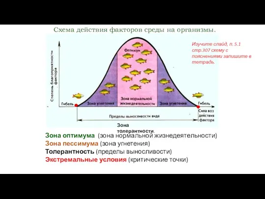 Зона толерантности. Схема действия факторов среды на организмы. Зона оптимума (зона нормальной жизнедеятельности)