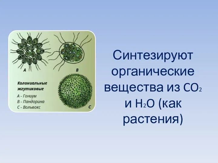 Синтезируют органические вещества из CO2 и H2O (как растения)