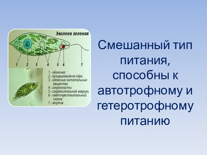 Смешанный тип питания, способны к автотрофному и гетеротрофному питанию