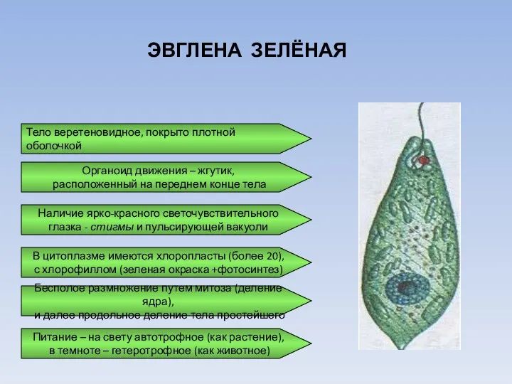 ЭВГЛЕНА ЗЕЛЁНАЯ Тело веретеновидное, покрыто плотной оболочкой Наличие ярко-красного светочувствительного