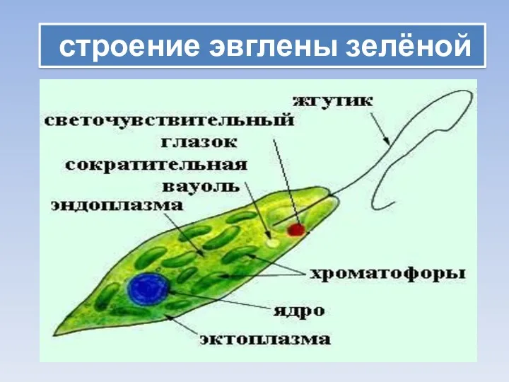 строение эвглены зелёной