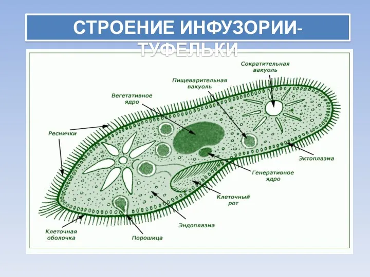 СТРОЕНИЕ ИНФУЗОРИИ-ТУФЕЛЬКИ