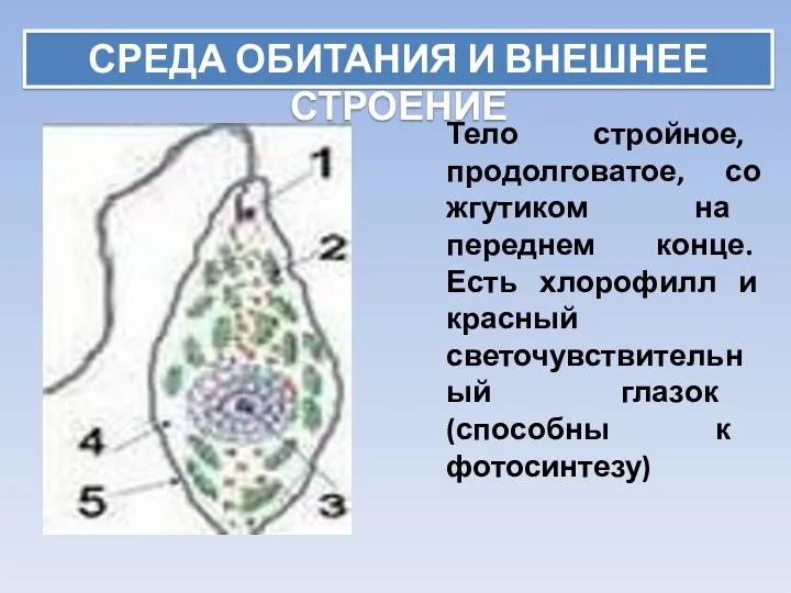 СРЕДА ОБИТАНИЯ И ВНЕШНЕЕ СТРОЕНИЕ Тело стройное, продолговатое, со жгутиком