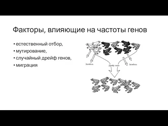 Факторы, влияющие на частоты генов естественный отбор, мутирование, случайный дрейф генов, миграция