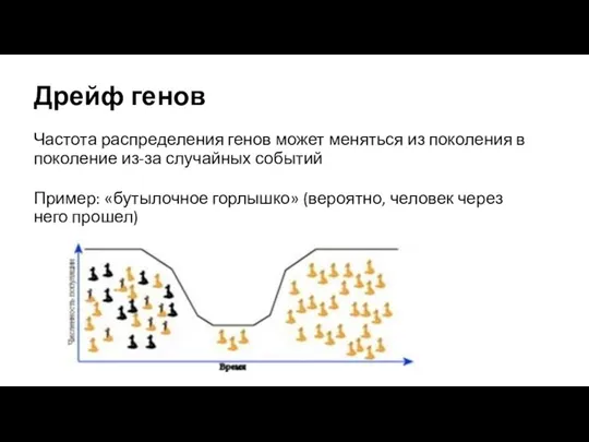 Дрейф генов Частота распределения генов может меняться из поколения в