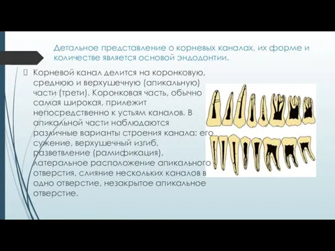 Детальное представление о корневых ка­налах, их форме и количестве является