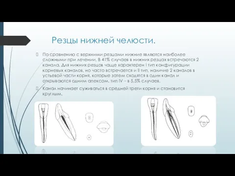 Резцы нижней челюсти. По сравнению с верхними резцами нижние являются